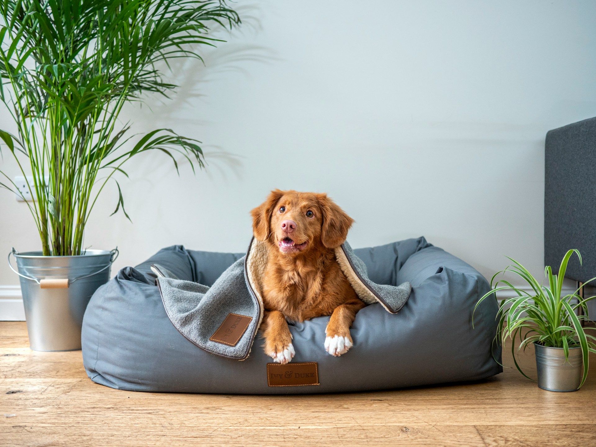 Pets em casa: espaço de descanso personalizado